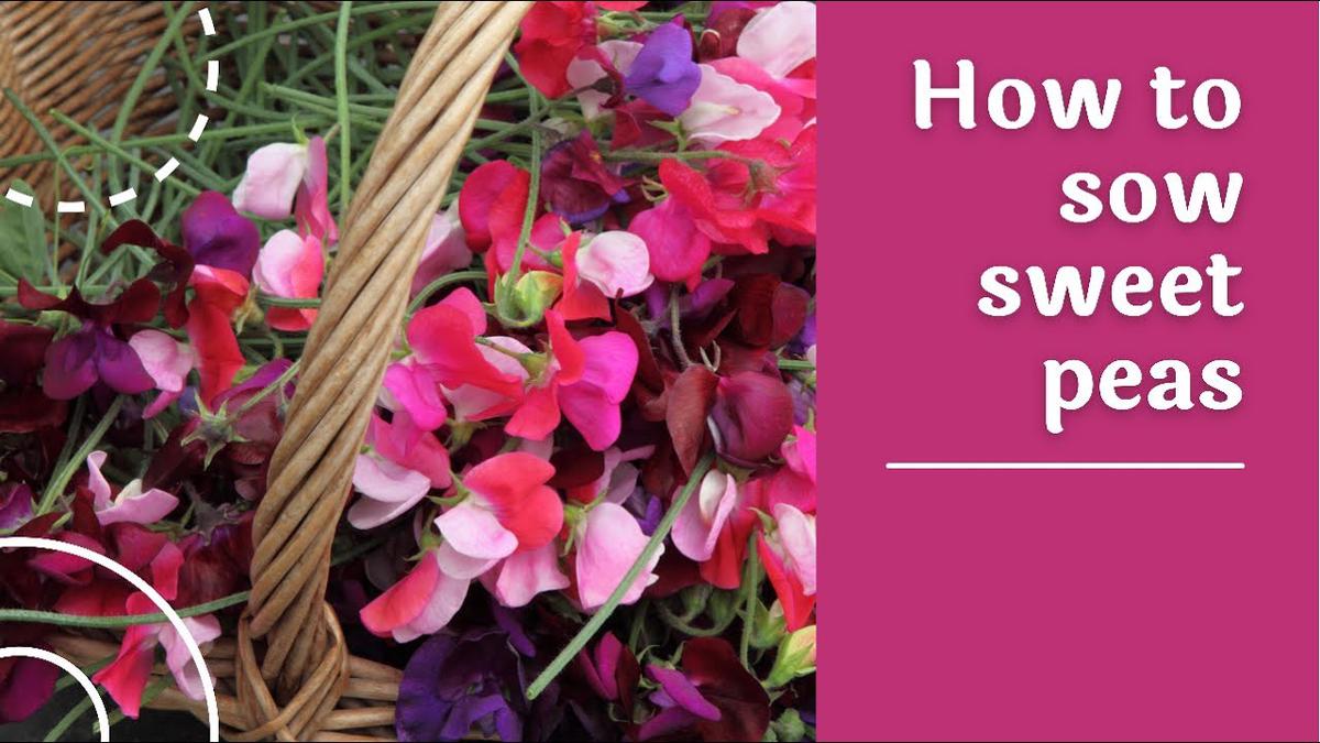 'Video thumbnail for How to sow sweet peas - tips, tricks and hacks'