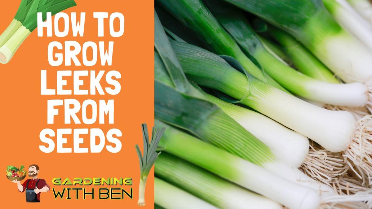 'Video thumbnail for How to grow leeks from seeds'