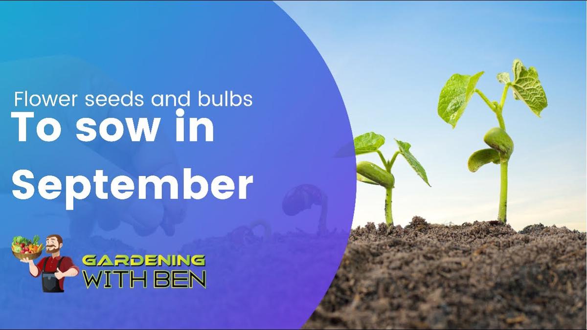 'Video thumbnail for Flower Seeds and bulbs to sow in September - Easy to grow Flowers'