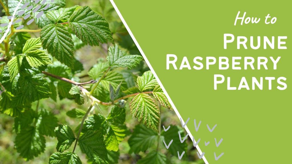'Video thumbnail for How to prune raspberries'
