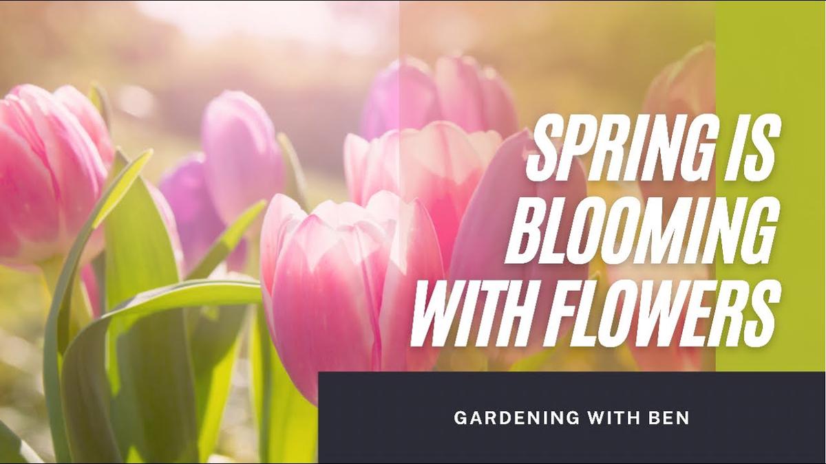 'Video thumbnail for Spring is blooming with flowers in the garden πΉ #shorts'
