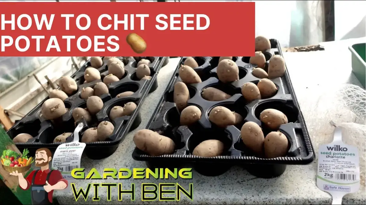 'Video thumbnail for 🥔 How to chit potatoes for growing in the garden and allotment'