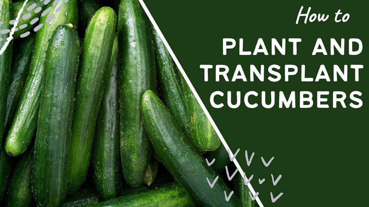 'Video thumbnail for How to plant and transplant cucumbers and cucumber facts and information'