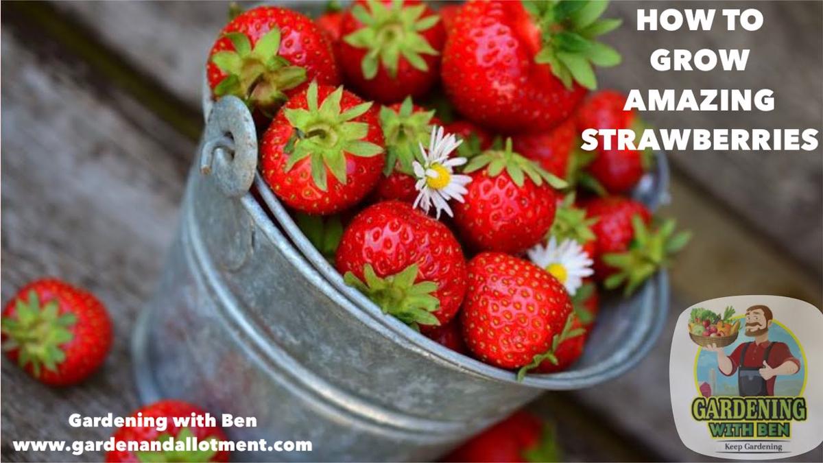'Video thumbnail for How to plant a strawberry patch and take cuttings'