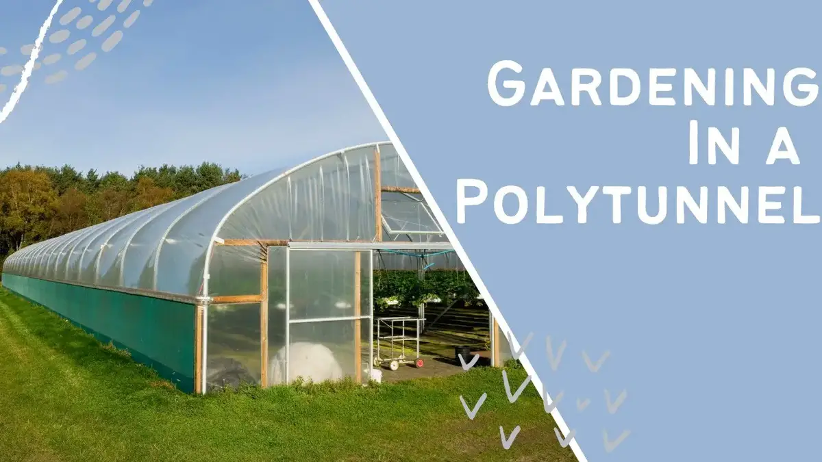 'Video thumbnail for Gardening in a Polytunnel'