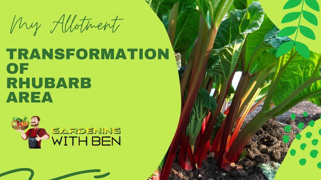 'Video thumbnail for Allotment transformation of rhubarb area'