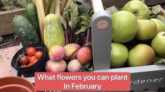 'Video thumbnail for What flowers you can plant in February in the garden and allotment'