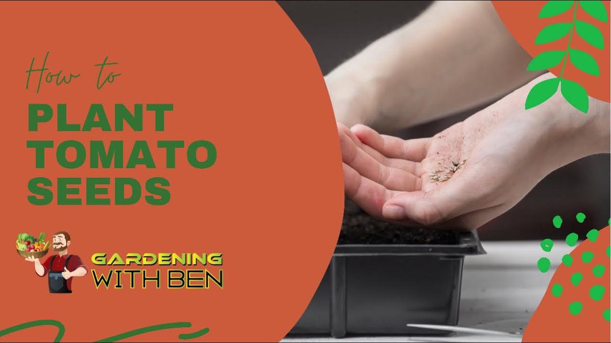'Video thumbnail for How to plant tomato seeds tips and advice'